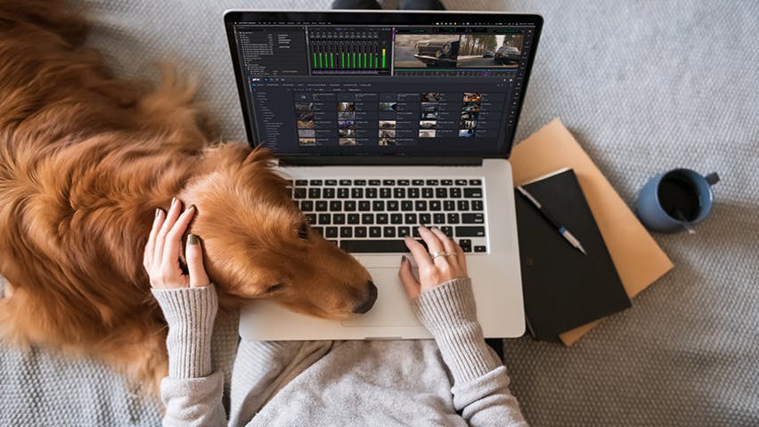 avid-nexis-edge-remote-video-editing-producer-web-client-laptop-home-dog 852x480